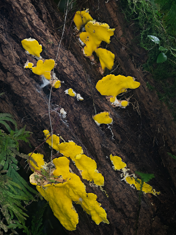 Flaviporus brownii Flaviporus brownii